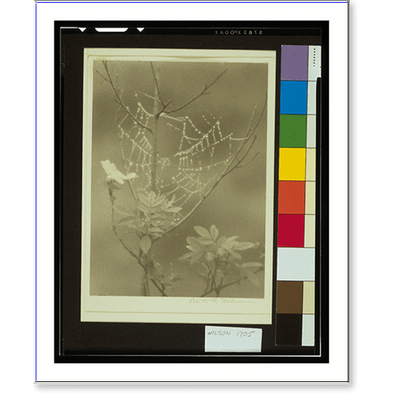 Historic Print, Cobweb.Edith R. Wilson., 16" x 20"