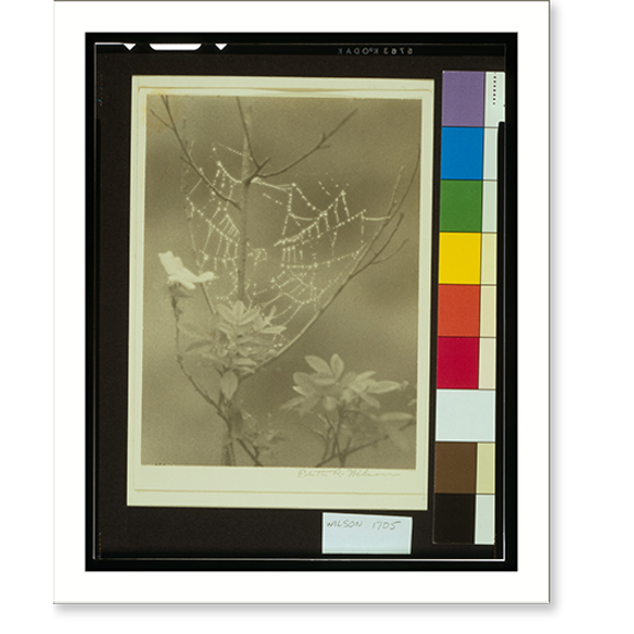 Historic Print, Cobweb.Edith R. Wilson., 18" x 24"