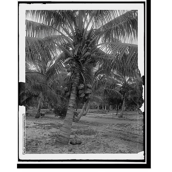 Historic Print, Cocoanut trees, Lake Worth, Fla., 18" x 24"