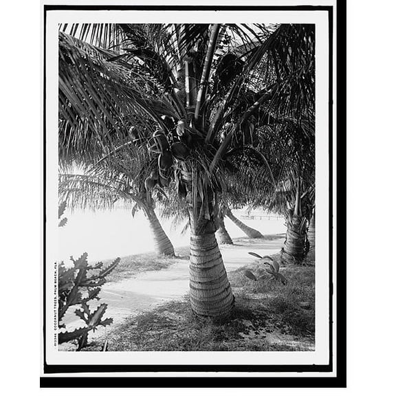 Historic Print, Cocoanut trees, Palm Beach, Fla., 16" x 20"
