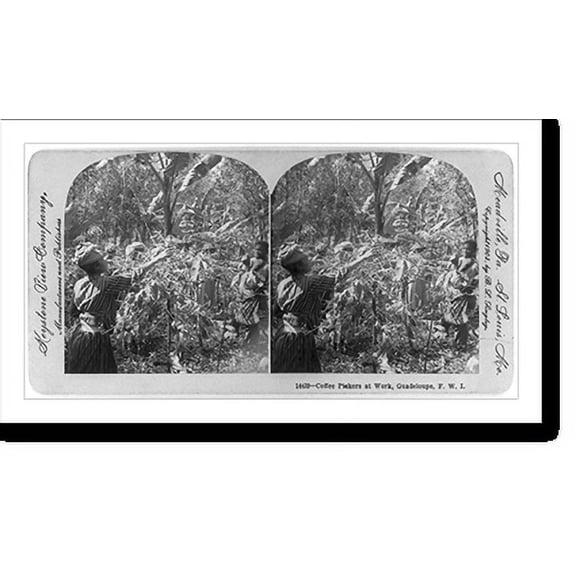 Historic Print, Coffee pickers at work, Guadeloupe, F.W.I., 16" x 20"