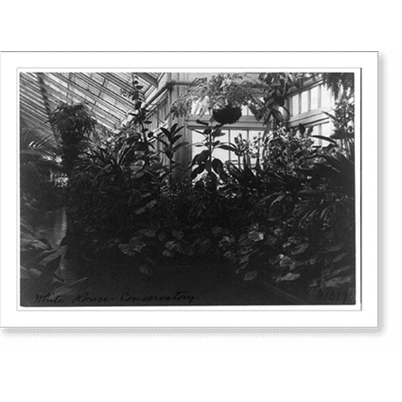 Historic Print, Conservatory of White House, 18" x 24"