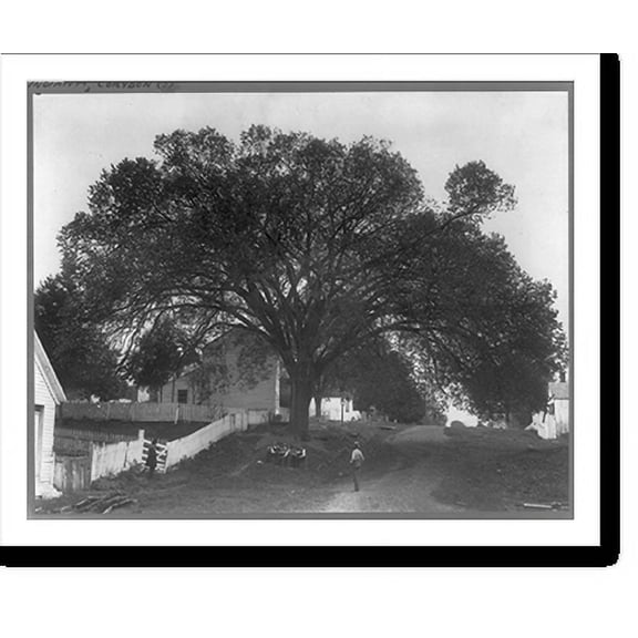 Historic Print, Constitution Elm Tree of Indiana, 16" x 20"