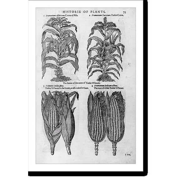 Historic Print, Corn ears and stalks, 16" x 20"