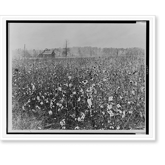 Historic Print, [Cotton field with building in background], 16" x 20"
