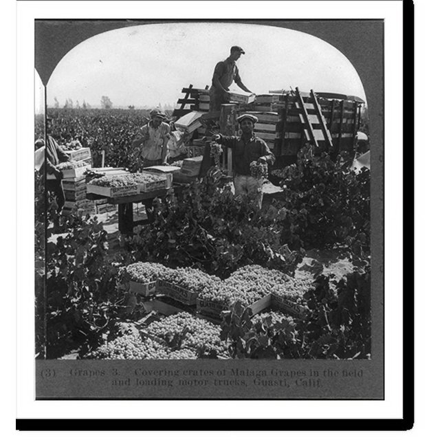 Historic Print, Covering crates of Malaga grapes in the field and