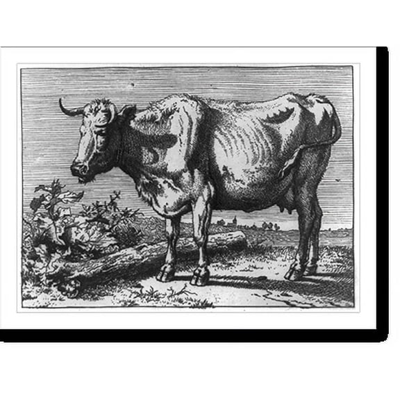 Historic Print, Cow, 16" x 20"