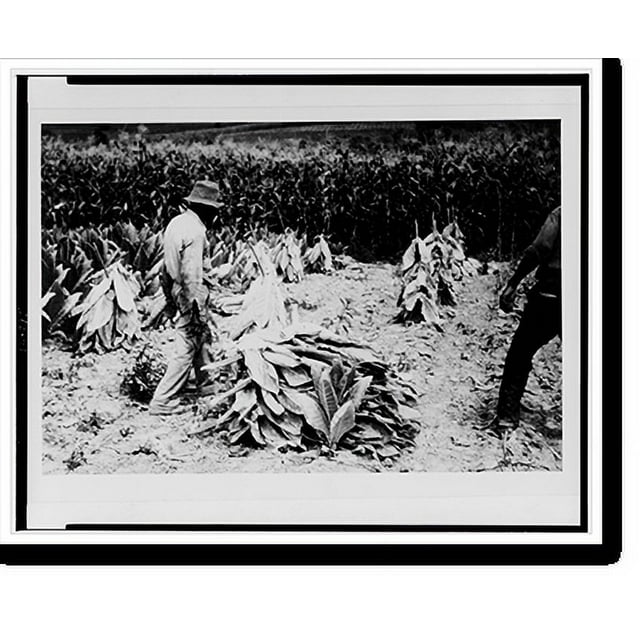 Historic Print, Cutting Burley tobacco and putting it on sticks to wilt