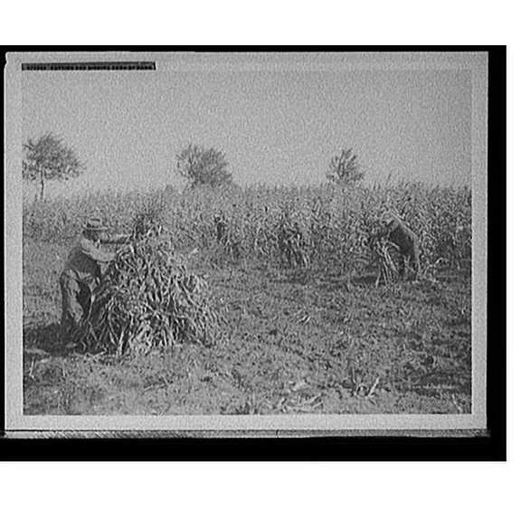 Historic Print, Cutting and binding corn by hand, 16" x 20"