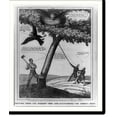 Historic Print, Cutting down the hickory tree and disturbing the crow's