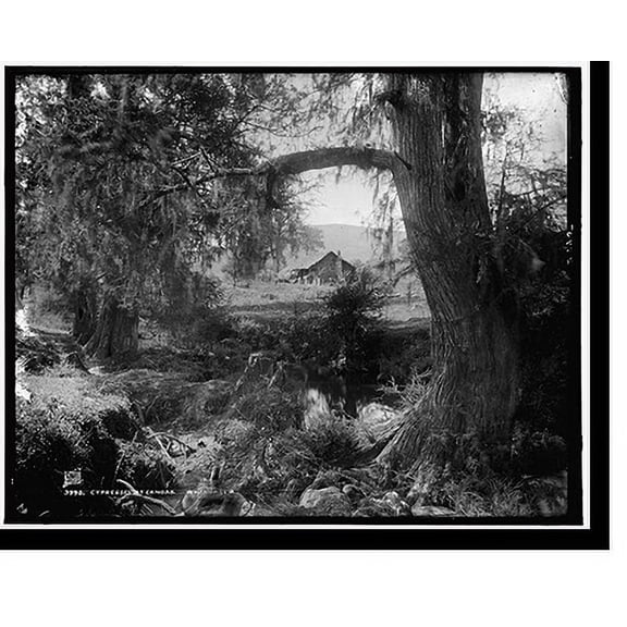 Historic Print, Cypresses at Canoas - 3, 18" x 24"