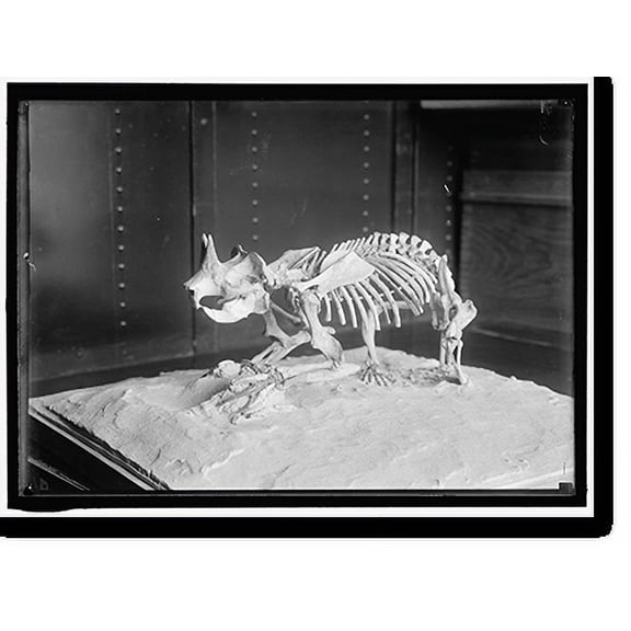 Historic Print, DINOSAUR SKELETON., 16" x 20"