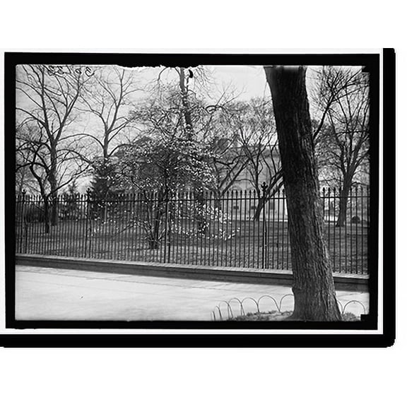 Historic Print, DISTRICT OF COLUMBIA PARKS. MAGNOLIAS, 18" x 24"