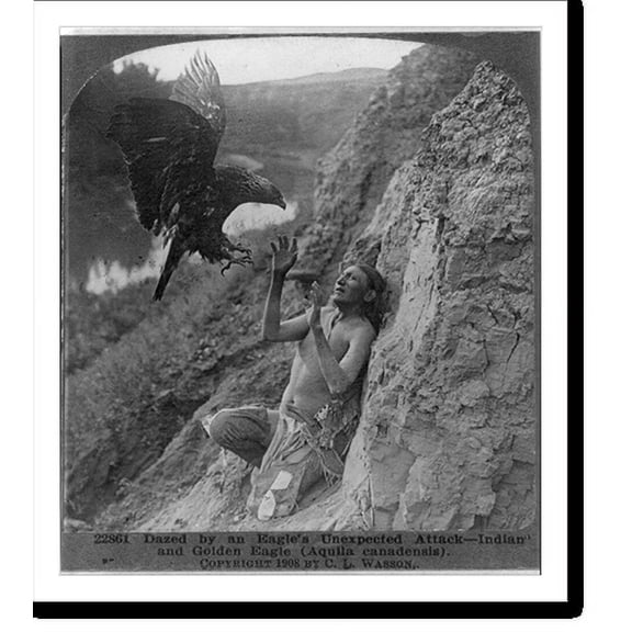 Historic Print, Dazed by an eagle's unexpected attack - Indian and golden eagle (Aguila canadensis), 16" x 20"