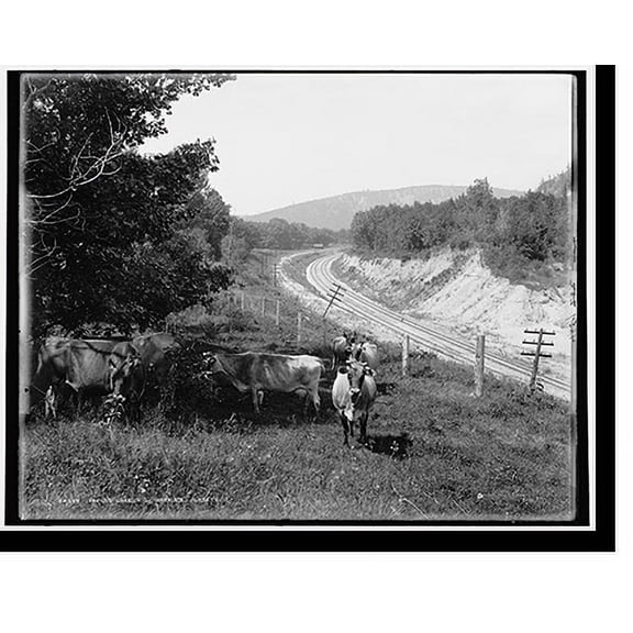Historic Print, Devil's Lake, Wis., Hopkin's jerseys, 18" x 24"