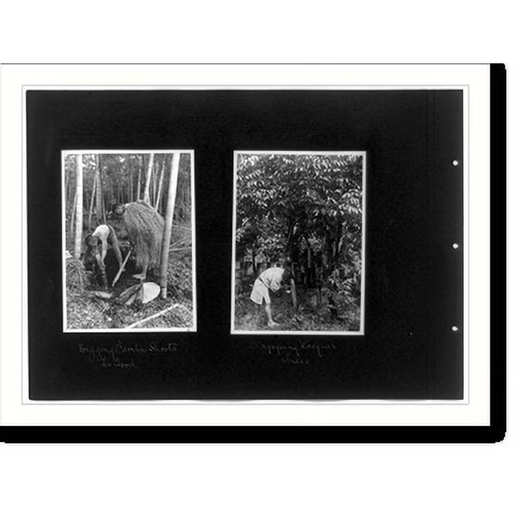 Historic Print, Digging bamboo shoots for food; tapping lacquer trees, 16" x 20"