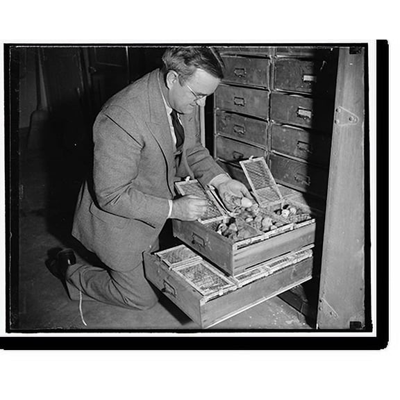 Historic Print, Dr. Charles W. Knox, senior poultry geneticist, inspects the newly hatched chicks preparatory to banding them, 1/19/38, 16" x 20"