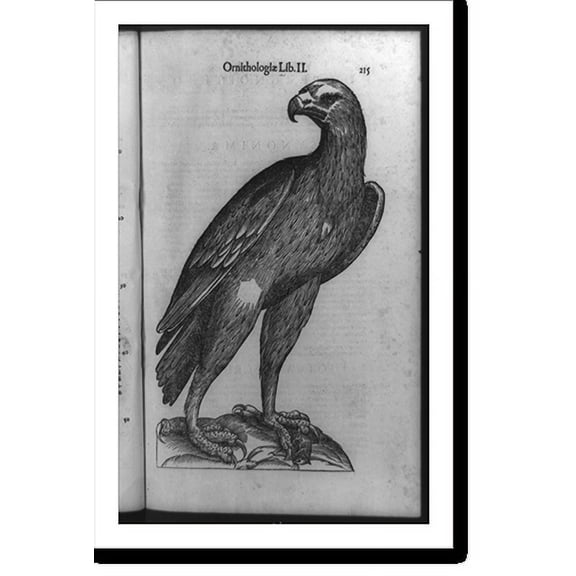 Historic Print, [Eagle with dead mouse at its feet], 16" x 20"
