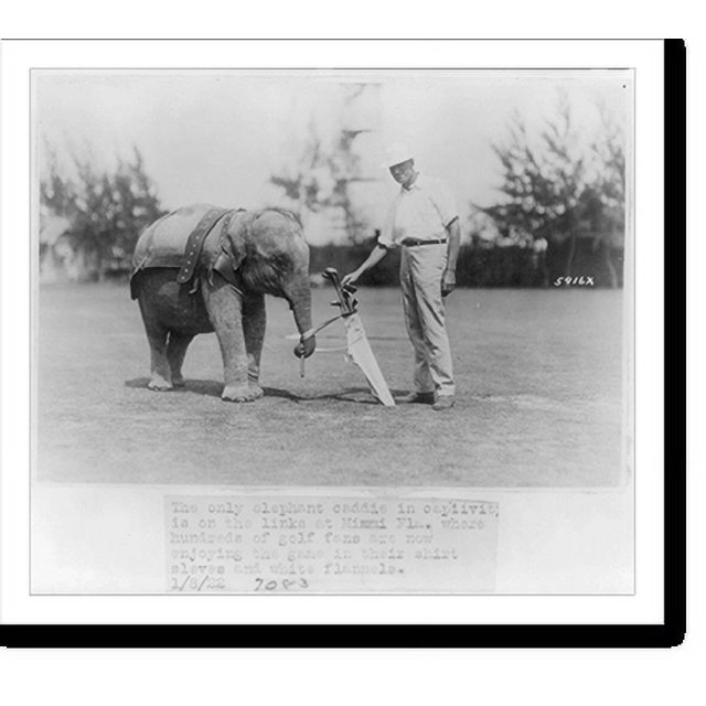 Historic Print, [Elephant caddie on Miami, Florida, golf course], 16" x 20"