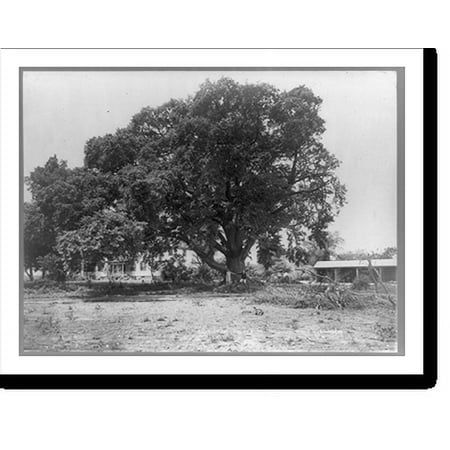 Historic Print, English elm, Berlin, Maryland, 16" x 20"