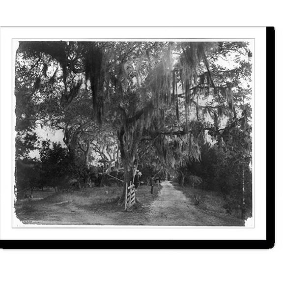 Historic Print, Entrance to Bostrom's, Ormond, Florida, 16" x 20"