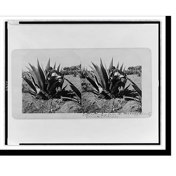 Historic Print, Extracting sap from the maguey plant Oaxaca Mexico, 16" x 20"