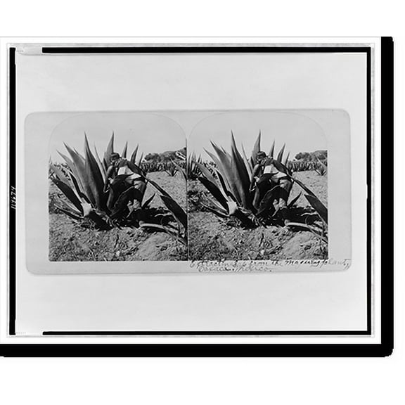 Historic Print, Extracting sap from the maguey plant, Oaxaca, Mexico, 16" x 20"