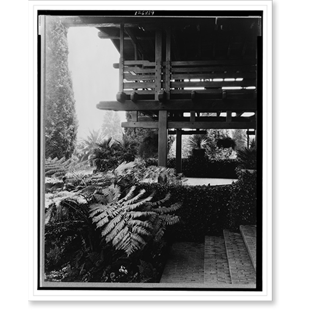 Historic Print, [Fern and other foliage along wall and woodwork, Mr. Gamble's home, Pasadena