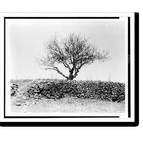 Historic Print, [Fig tree after devastation by locusts, Palestine], 16" x 20"