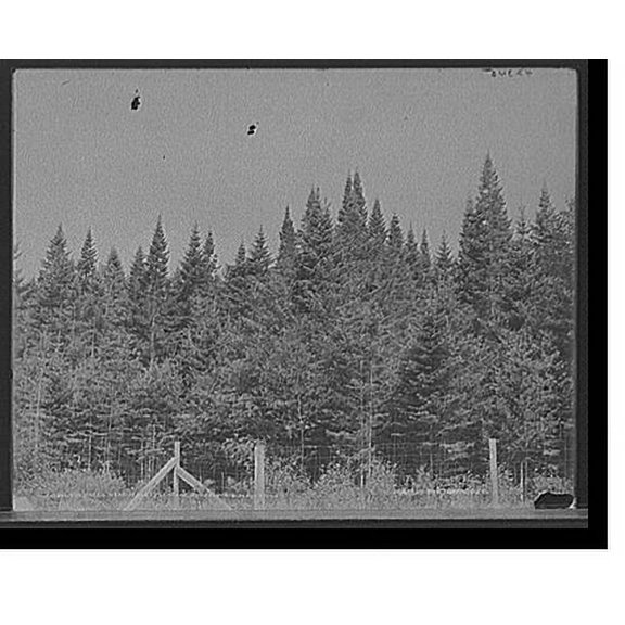 Historic Print, Fir trees near Mount Pleasant House, White Mountains, 16" x 20"
