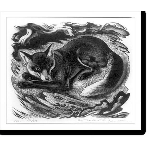 Historic Print, Fox [lying down], 18" x 24"