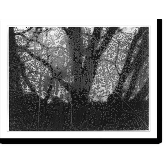 Historic Print, Frosted window no. two, Ipswich, Mass..Paul Caponigro