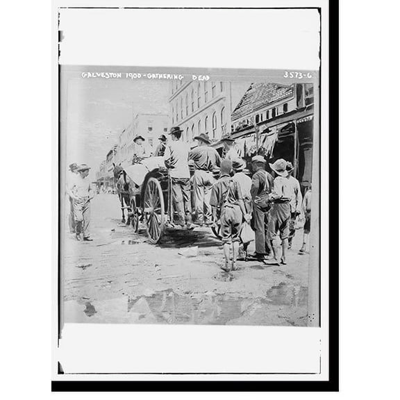Historic Print, Galveston 1900 - gathering dead, 16" x 20"