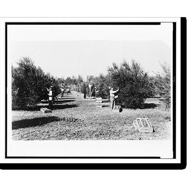 Historic Print, [Gathering Maywood mammoth olives, Corning, California