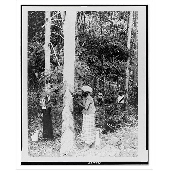 Historic Print, Gathering rubber sap, Java, Indonesia, 16" x 20"