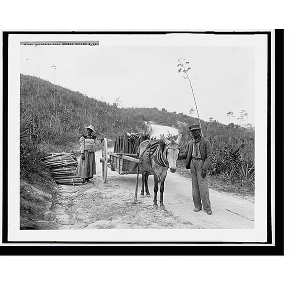 Historic Print, Gathering sisal, Nassau, Bahama Islds., 18" x 24"