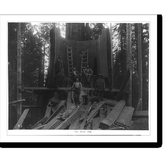 Historic Print, Gen. Noble Tree, 18" x 24"