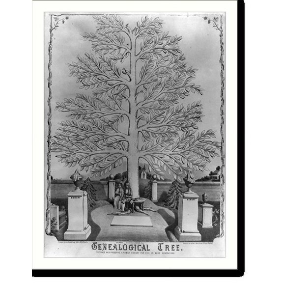 Historic Print, Genealogical tree, 18" x 24"