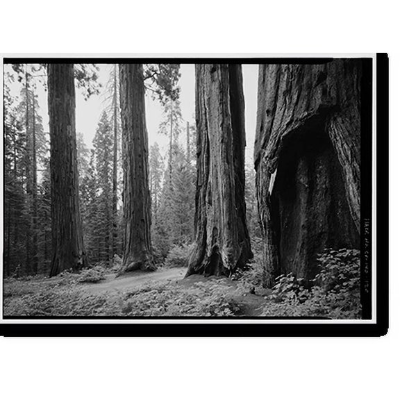 Historic Print, Generals Highway, Three Rivers vicinity, Tulare County, CA - 116, 16" x 20"