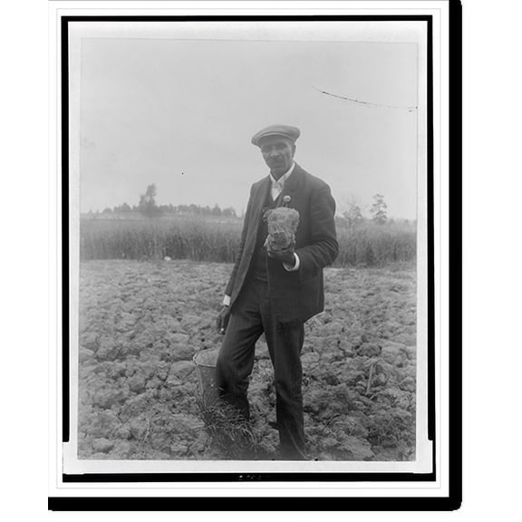 Historic Print, [George Washington Carver, full-length portrait, standing in field, probably at Tuskegee, holding piece of soil], 16" x 20"