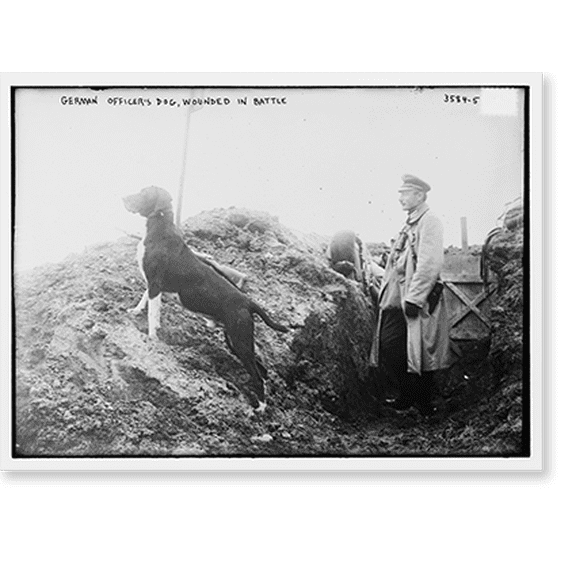 Historic Print, German Officer's dog, wounded in Battle, 16" x 20"