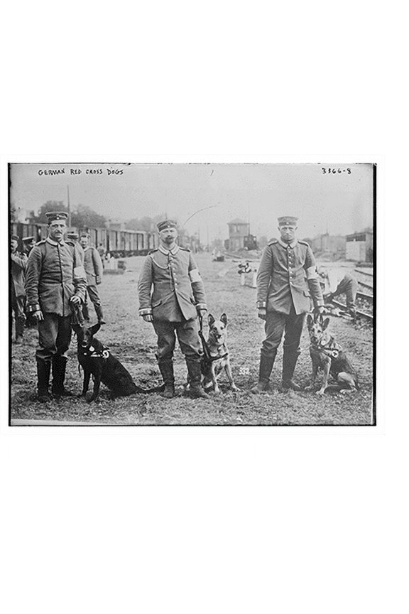 Historic Print, German Red Cross Dogs, 18" x 24"