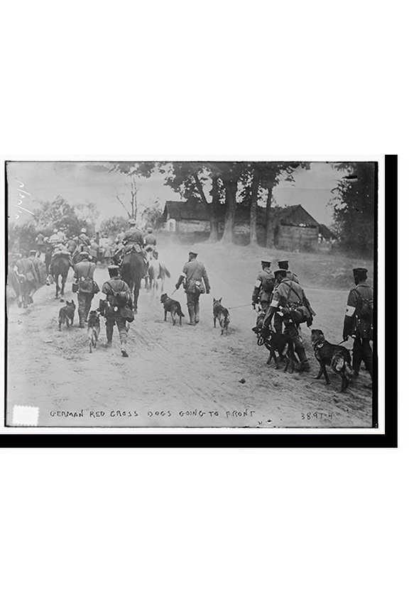 Historic Print, German Red Cross Dogs going to front, 18" x 24"