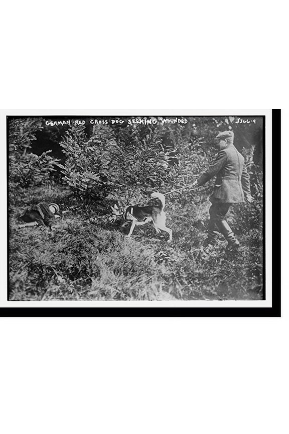Historic Print, German Red Cross Dogs (seeking wounded), 18" x 24"