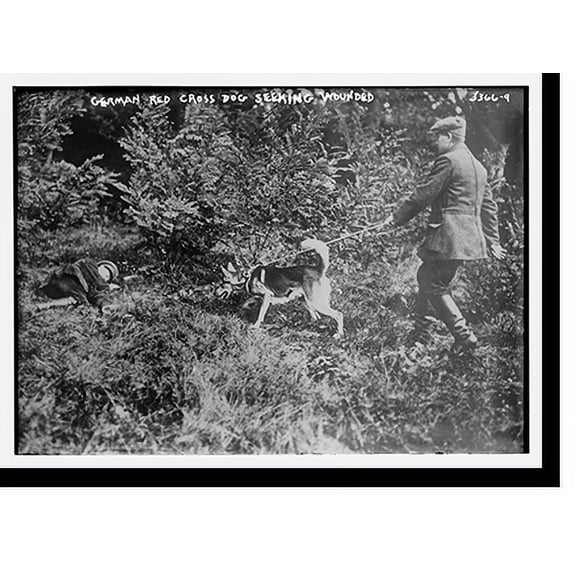 Historic Print, German Red Cross Dogs (seeking wounded), 18" x 24"