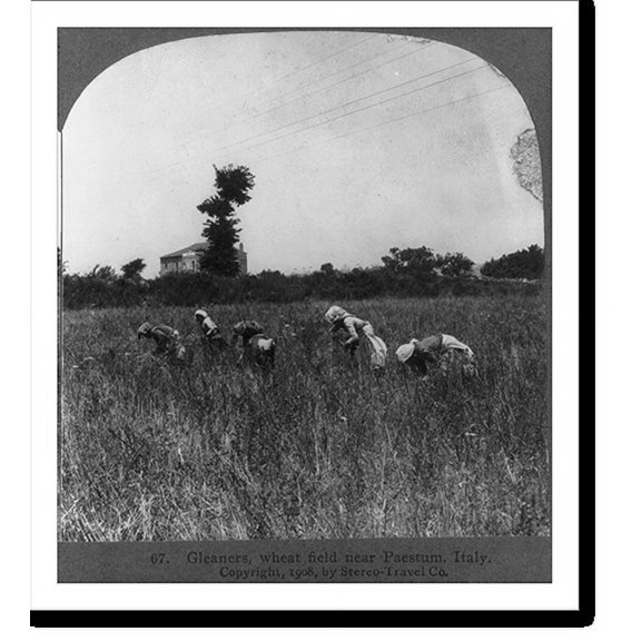 Historic Print, Gleaners in wheat field near paestum, Italy, 16" x 20"