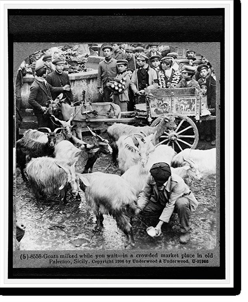 Historic Print, Goats milked while you wait in a crowded market place