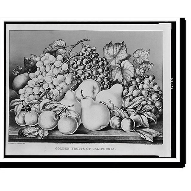 Historic Print, Golden fruits of California, 16" x 20"
