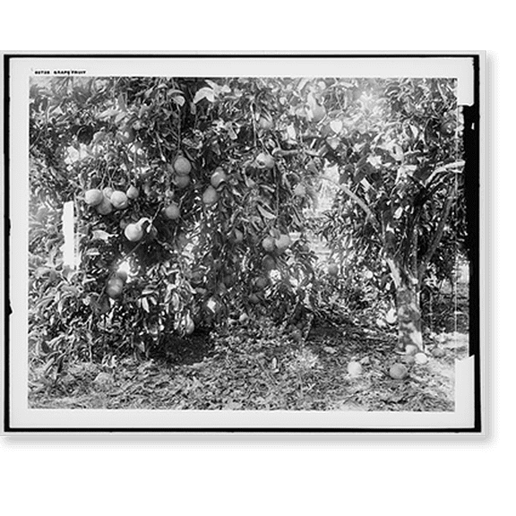 Historic Print, Grape fruit, 18" x 24"