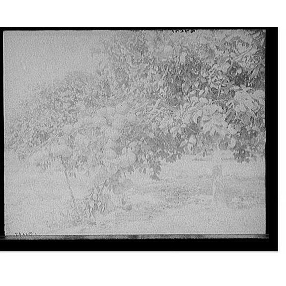 Historic Print, [Grape fruit, Miami, Fla.], 16" x 20"